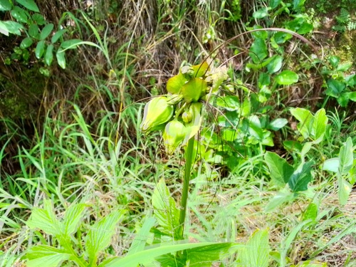 Polynesian Arrowroot
