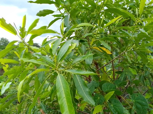 Indian mango