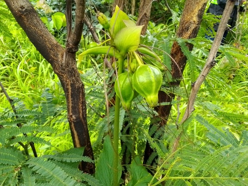 Polynesian Arrowroot