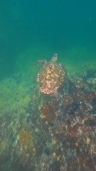 Hawksbill turtle