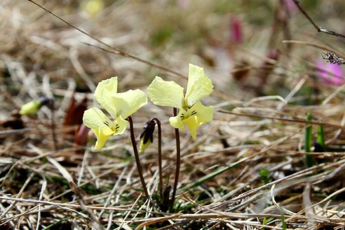 Viola beckiana
