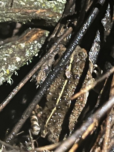 iNaturalist observation photo of Western Toad