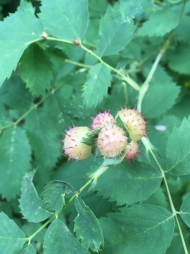 Spiny Leaf Gall Wasp