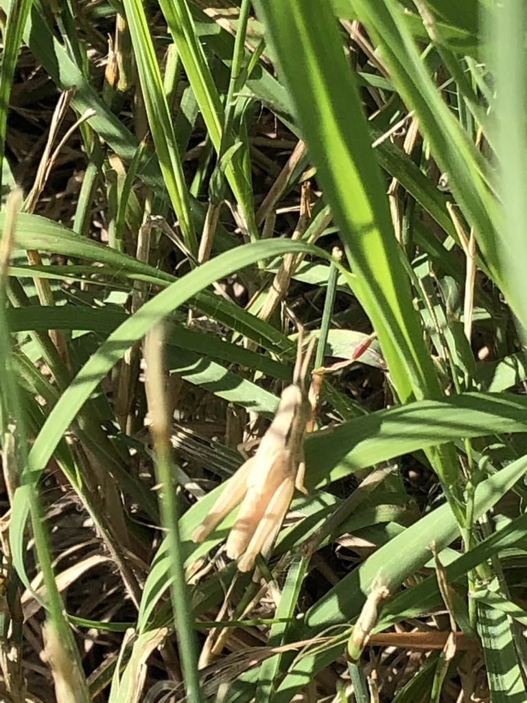 Eritettigini from Cherry Creek Spillway Trail, Aurora, CO, USA on July ...