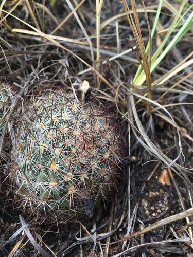 Mountain Ball Cactus