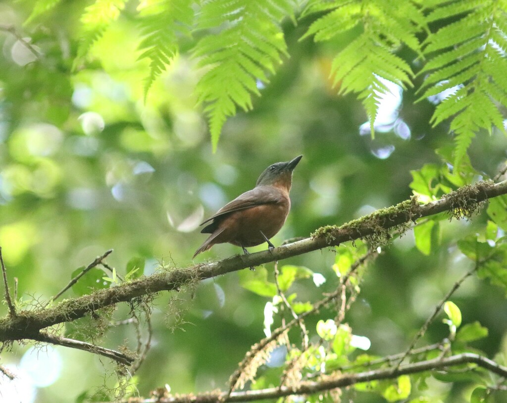 Pohnpei Cicadabird (Edolisoma insperatum) photo