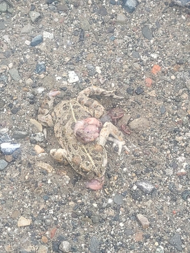iNaturalist observation photo of Western Toad
