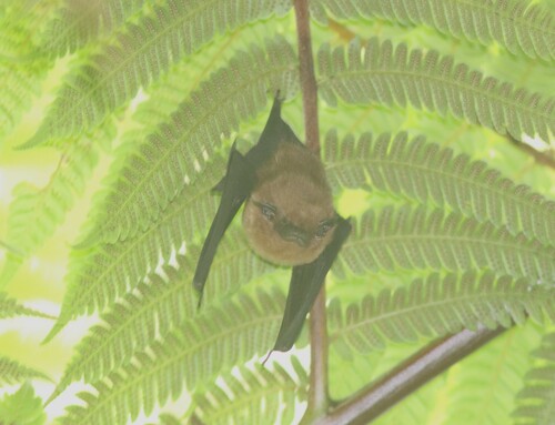 Pacific Sheath-tailed Bat (Emballonura semicaudata) — Endangered Mammalia