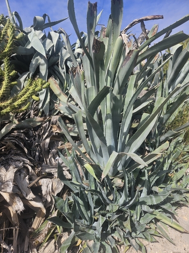 Avistamiento Pita (Agave americana)