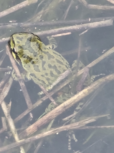 iNaturalist observation photo of Pacific chorus frog