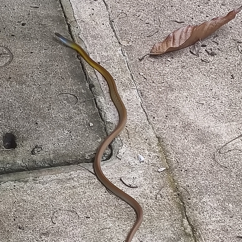 Common Tree Snake sighting
