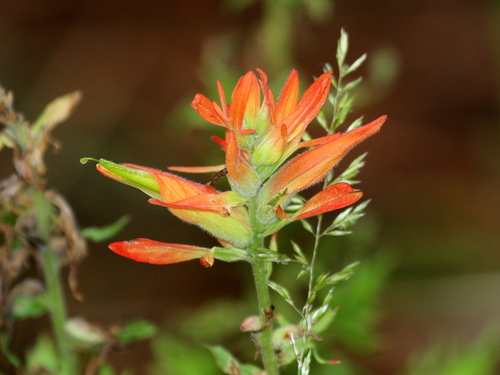 Huachuca Mountain Indian paintbrush (Castilleja patriotica)
