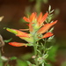 Huachuca Mountain Indian Paintbrush - Photo (c) Jay Keller, all rights reserved, uploaded by Jay Keller