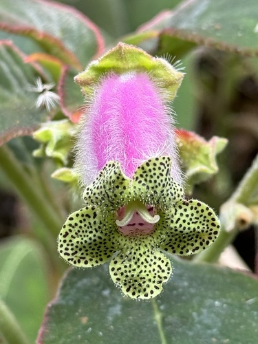 Kohleria warszewiczii (Regel) Hanst.