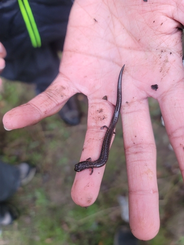 iNaturalist observation photo of California Slender Salamander