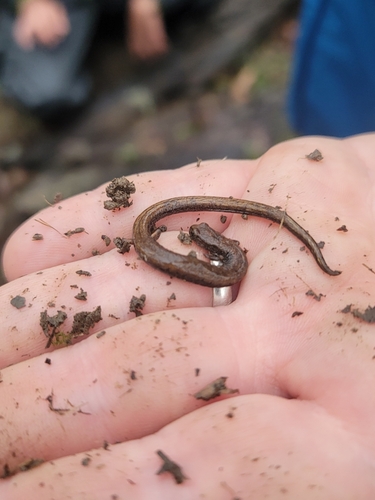 iNaturalist observation photo of California Slender Salamander