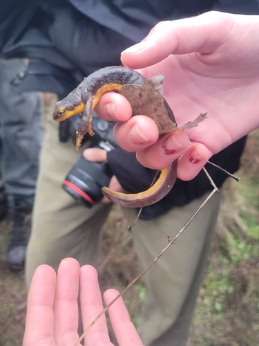 iNaturalist observation photo of California Newt