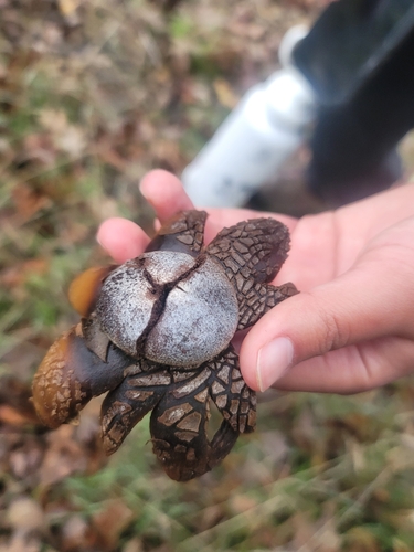 iNaturalist observation photo of Barometer Earthstars