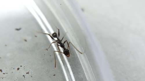 Pheidole leoninaPheidole leonina