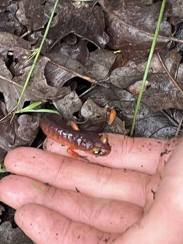 iNaturalist observation photo of Ensatina