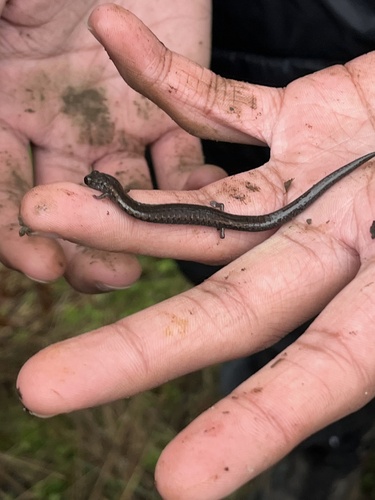 iNaturalist observation photo of California Slender Salamander