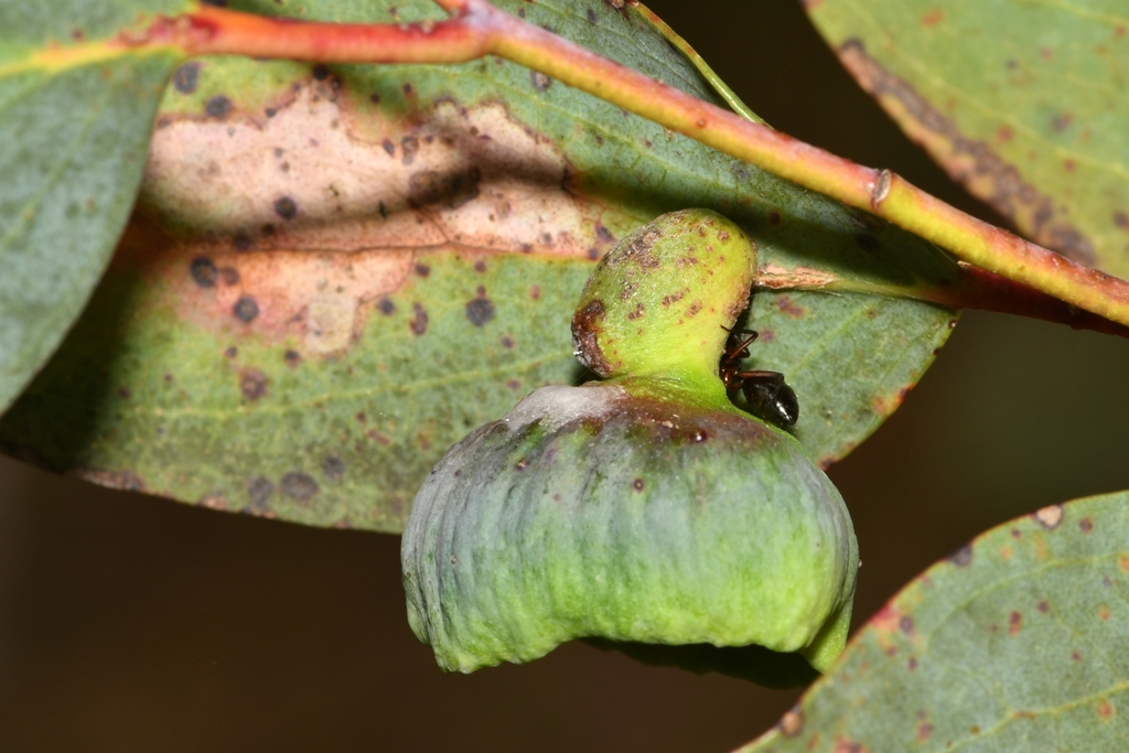 Apiomorpha spinifer from Mount Buller Alpine Resort (Unincorporated ...