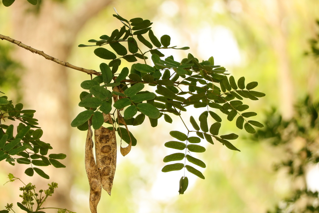 Lebec Tree lebbeck from The University of Queensland, St Lucia, QLD, AU on ...