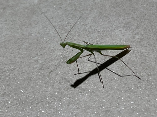 European Mantis