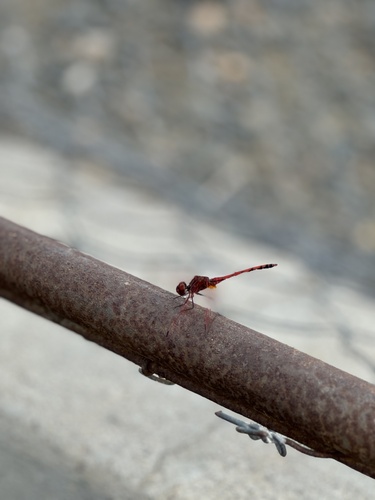 Red-veined Dropwing