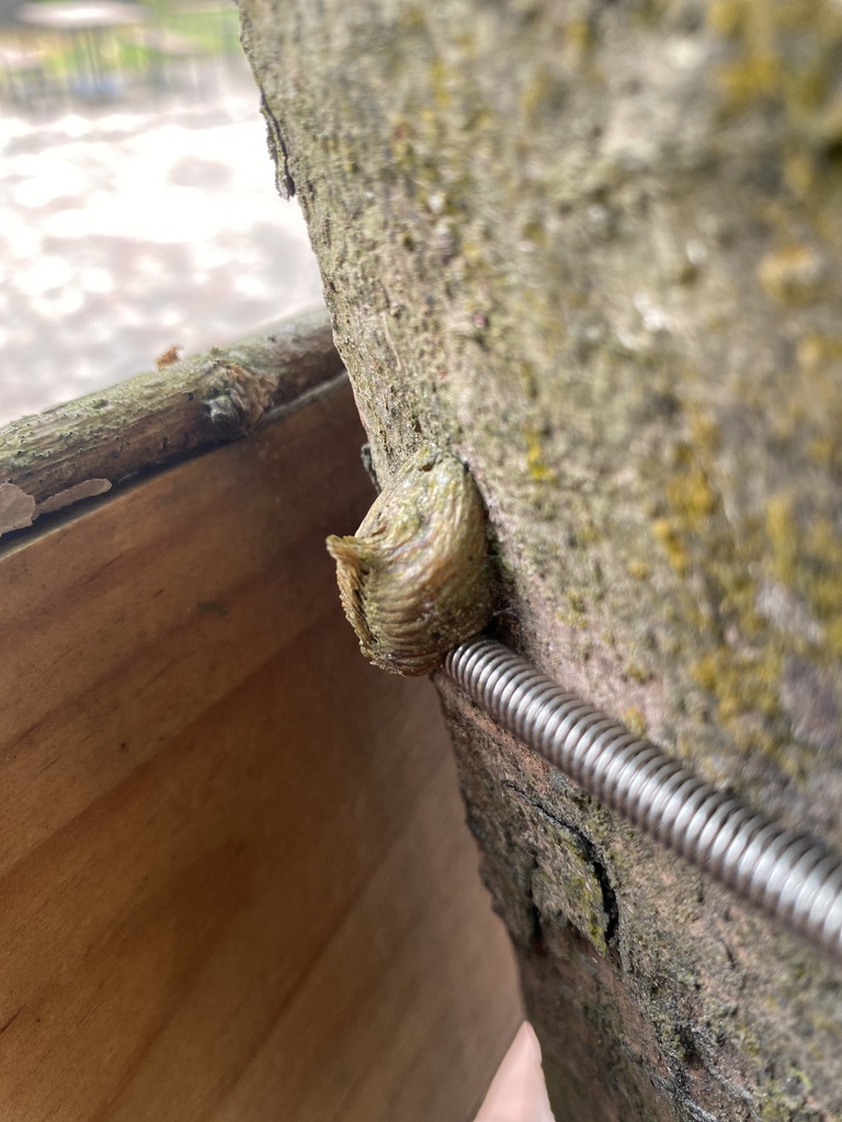 Giant Asian Mantis from 瑞奇大道, 古洞, 新界, HK on February 2, 2025 at 01:29 ...