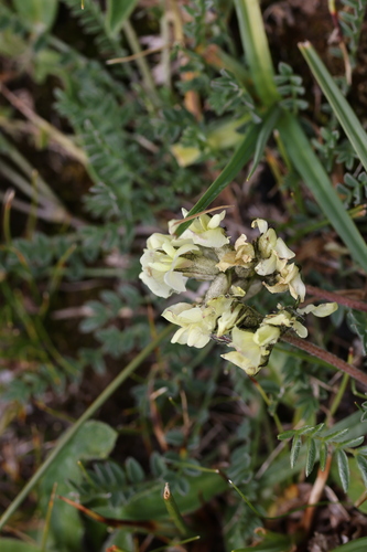 Oxytropis kansuensis