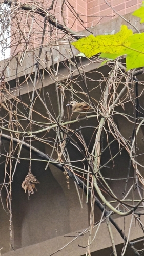White-browed Laughingthrush