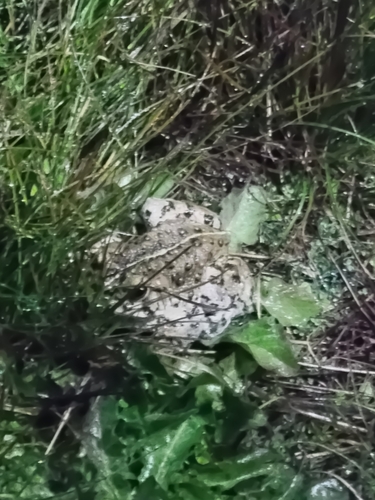 iNaturalist observation photo of Western Toad
