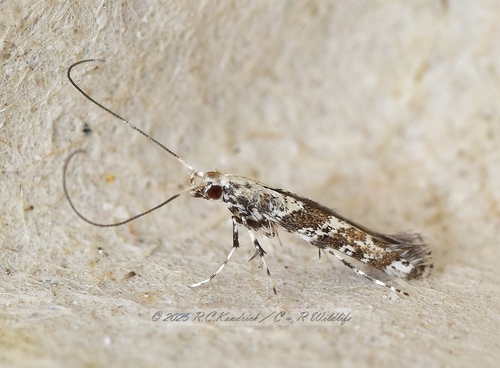 Gibbovalva quadrifasciata (Stainton, 1862)