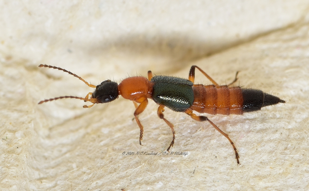 청딱지개미반날개 from Lam Tsuen Valley, Tai Po, New... Kendrick · iNaturalist 청딱지개미반날개 (Paederus fuscipes)