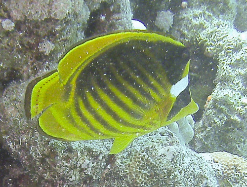 Red Sea Raccoon Butterflyfish — seen at this dive site