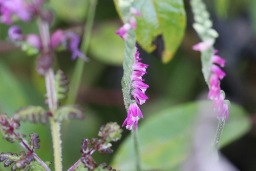 austral ladies'-tresses