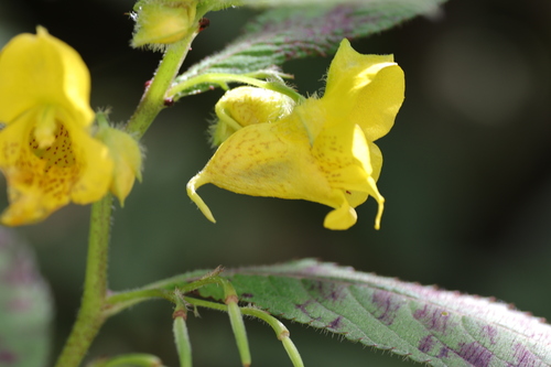 Impatiens tricornis