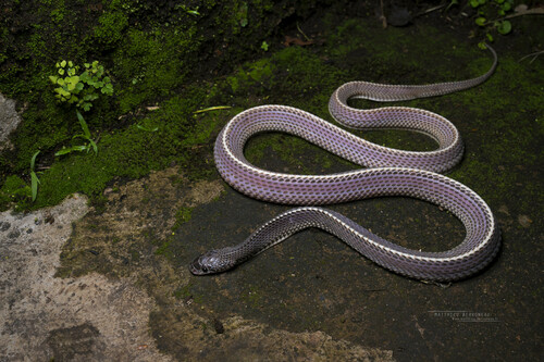 Cape File Snake