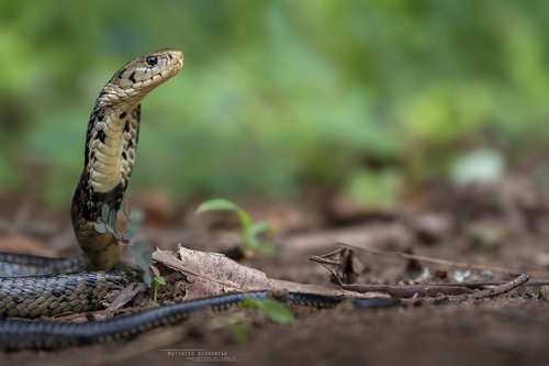 Brown Forest Cobra