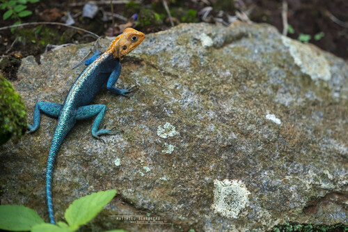 Kirk's Rock Agama