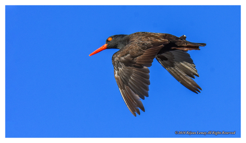 Black Oystercatcher