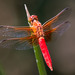 Neon Skimmer - Photo (c) BJ Stacey, all rights reserved