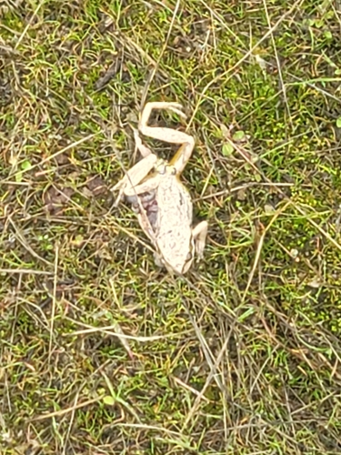 iNaturalist observation photo of Pacific chorus frog