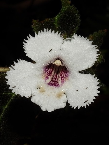 Blue heaven flame violet (Episcia fimbriata)