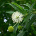 Mexican Buttonbush - Photo (c) Joseph Connors, all rights reserved, uploaded by Joseph Connors