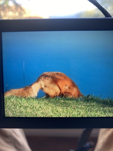 iNaturalist observation 2024-10-13