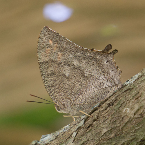 Tropical Leafwing