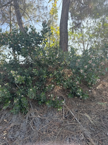 iNaturalist observation photo of lemonade berry