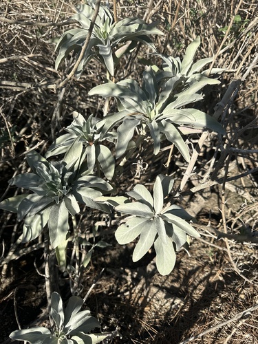 iNaturalist observation photo of white sage